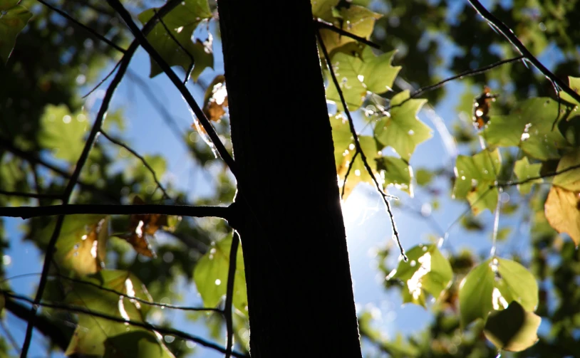 sunlight shining through green leaves onto the sky