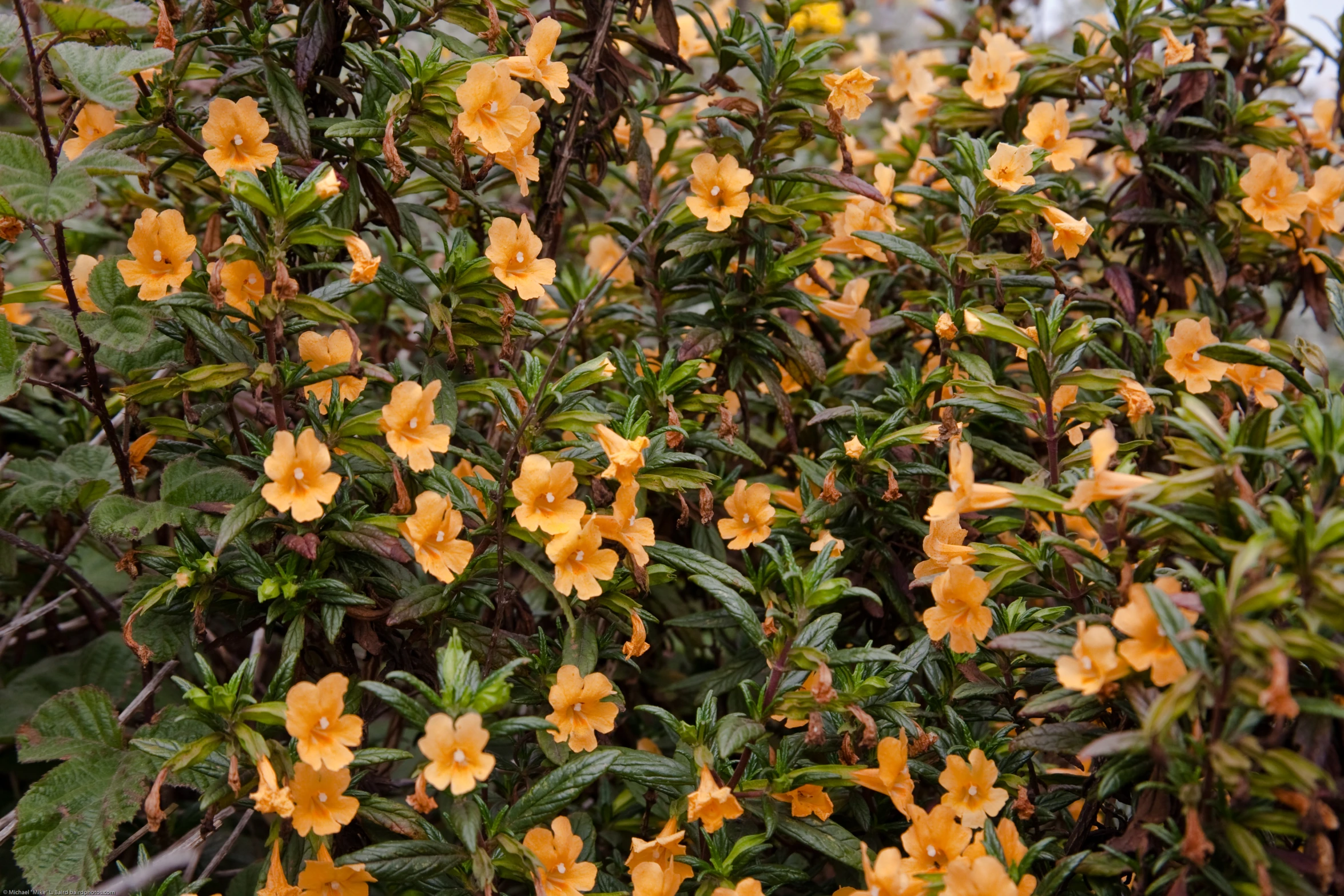 an evergreen with lots of small yellow flowers