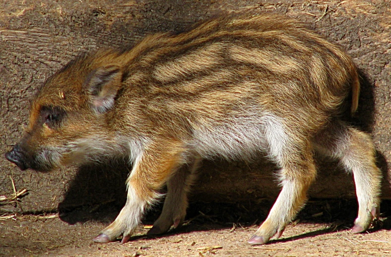 a small animal with large, gy hair standing in the dirt