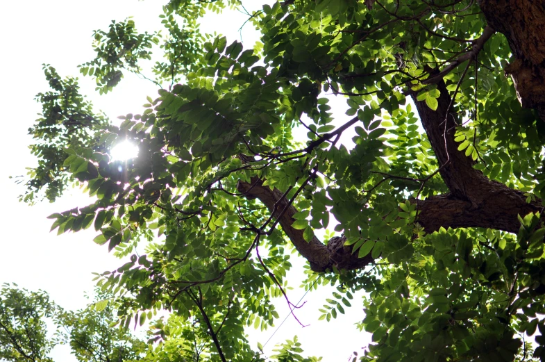 the sun is shining through the leaves on the tree