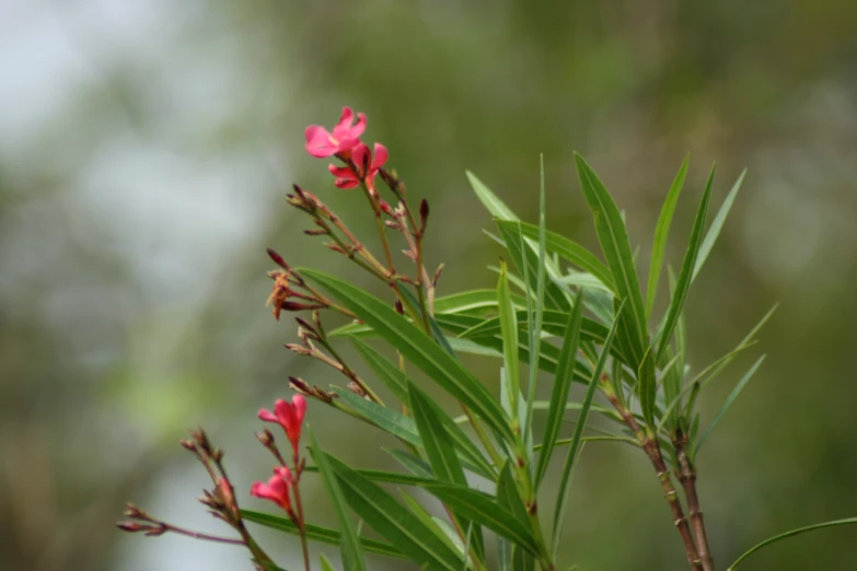 several small flowers are blooming on the tree