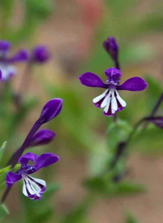 the purple and white flowers are blooming very fast