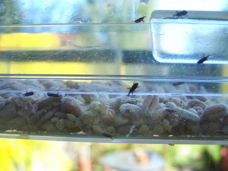 a close up of food in a bin with flies