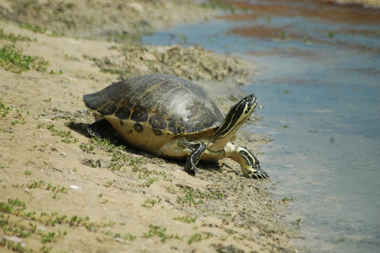 a turtle that is laying down by a body of water