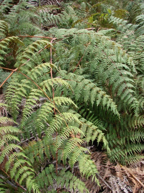 a close up of a leafy plant in the wild