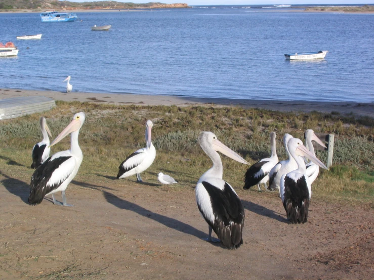 several pelicans are sitting on the ground by the water