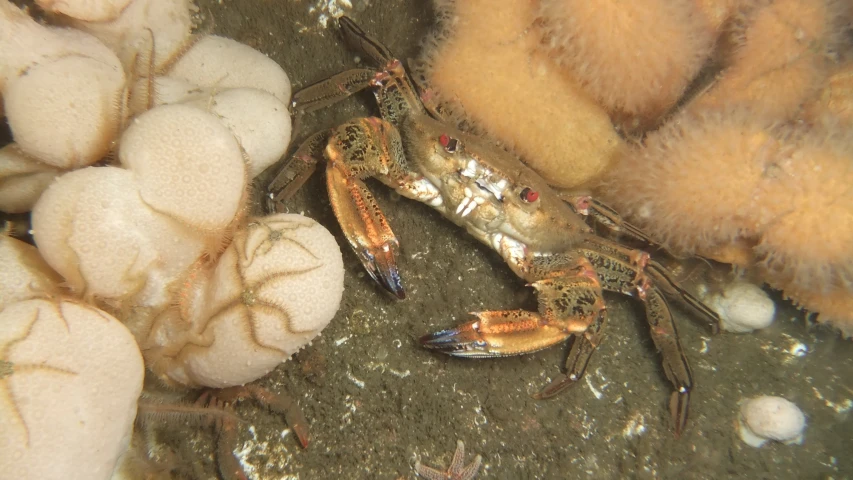 a crab laying next to eggs on top of rocks