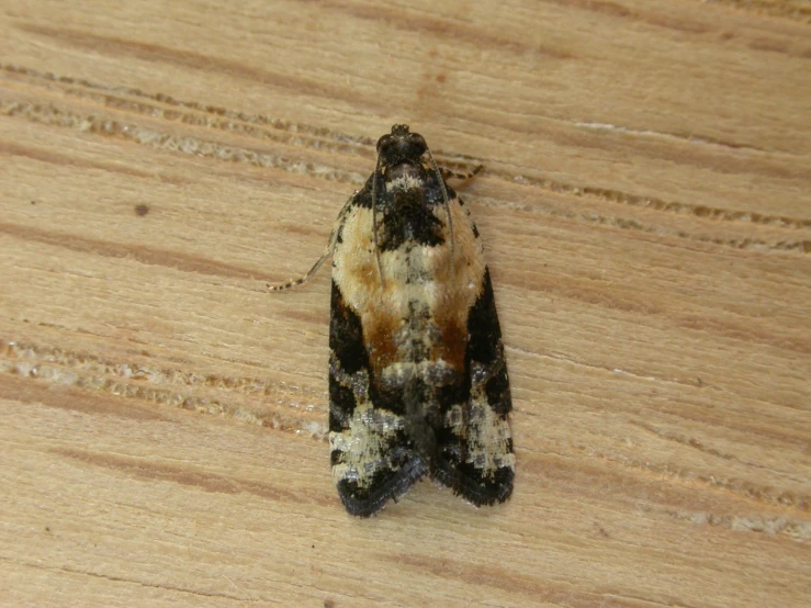 a brown moth sitting on a wooden table