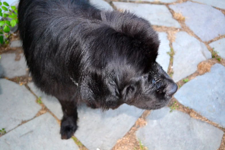 there is a black dog standing outside on the pavement