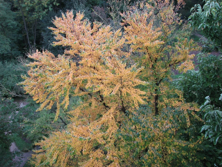 a po of a tree with yellow leaves