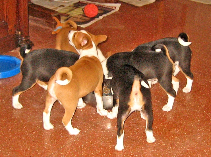four small dogs are playing with each other