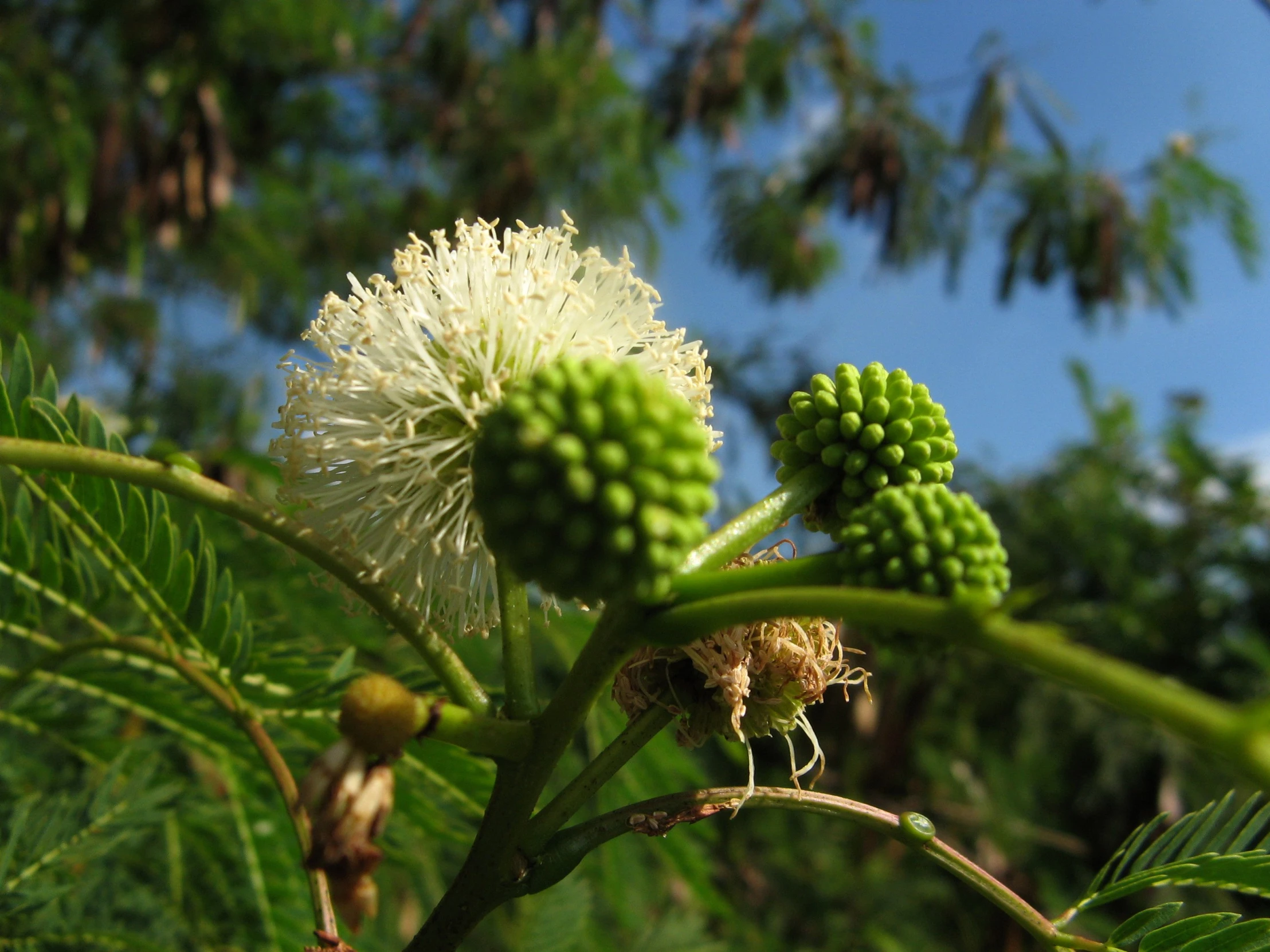 a tree with white flowers in the distance