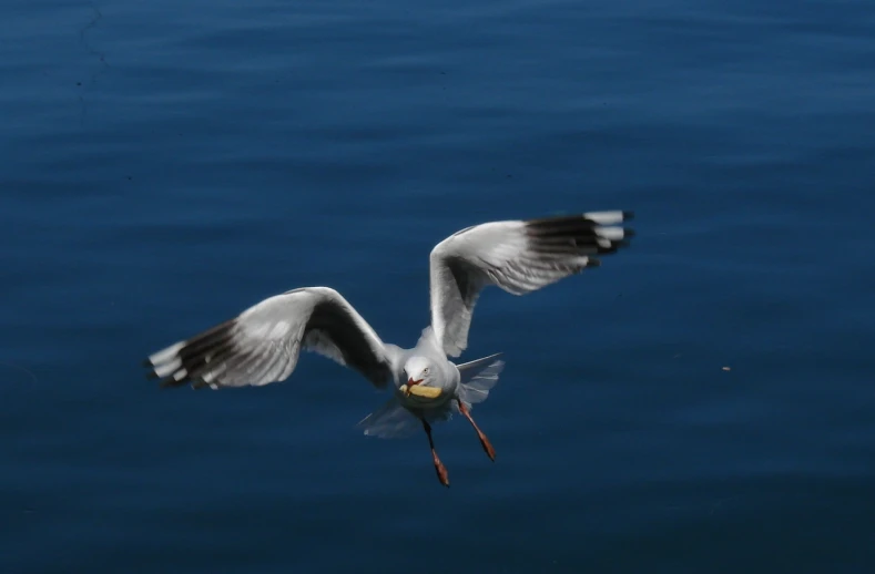 the bird is flying over the water and holding a small fish in its beak