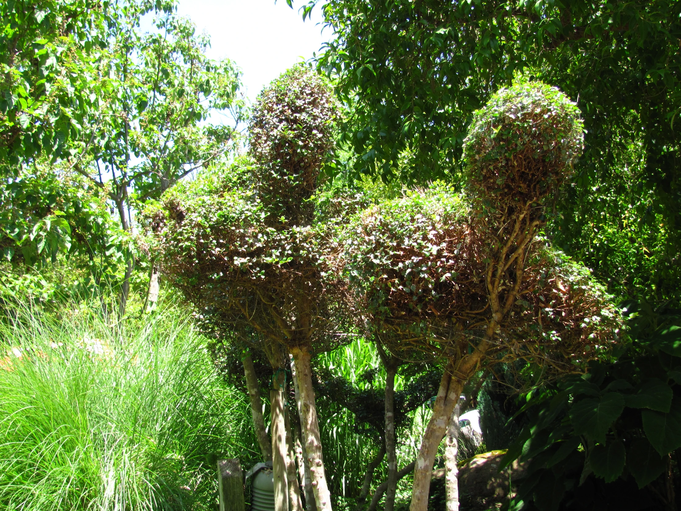 two wooden trees are shaped like a cat on its head