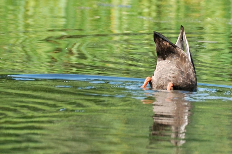 this is a bird swimming in the lake