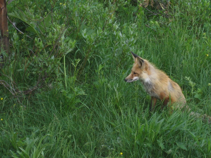 a small red fox walking in the middle of tall grass