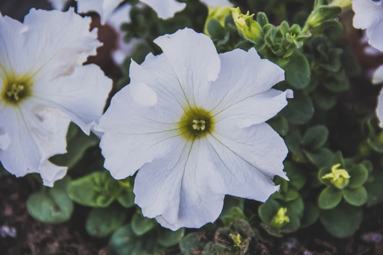 three white flowers on some green and red plants