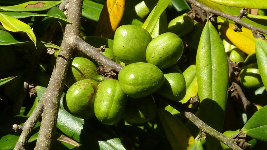 a group of green fruit on a tree nch