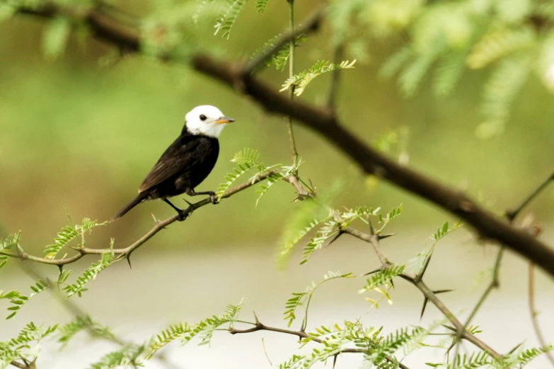 a black and white bird is sitting on a nch