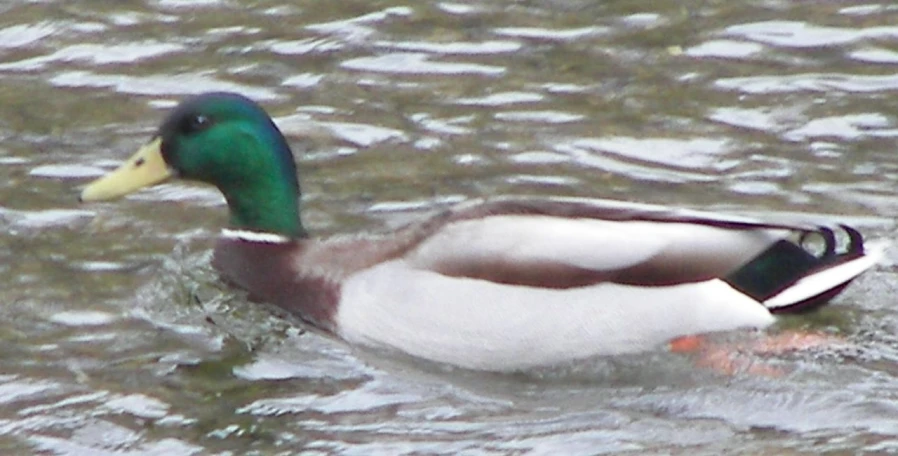 a duck with a yellow beak swimming in water