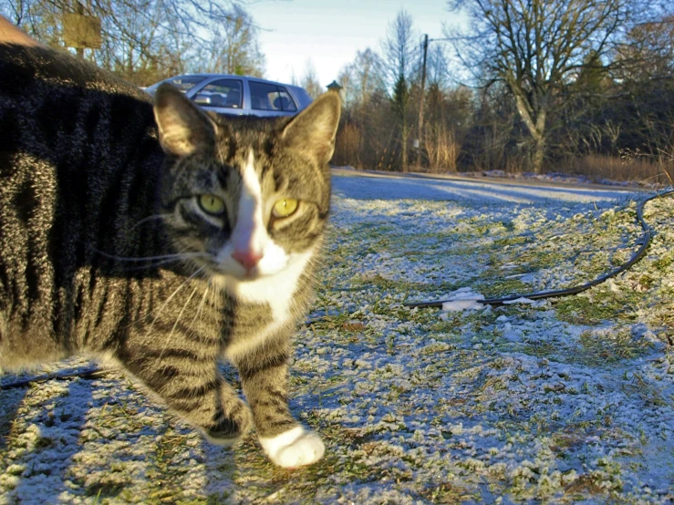 a cat walking on the snow covered ground