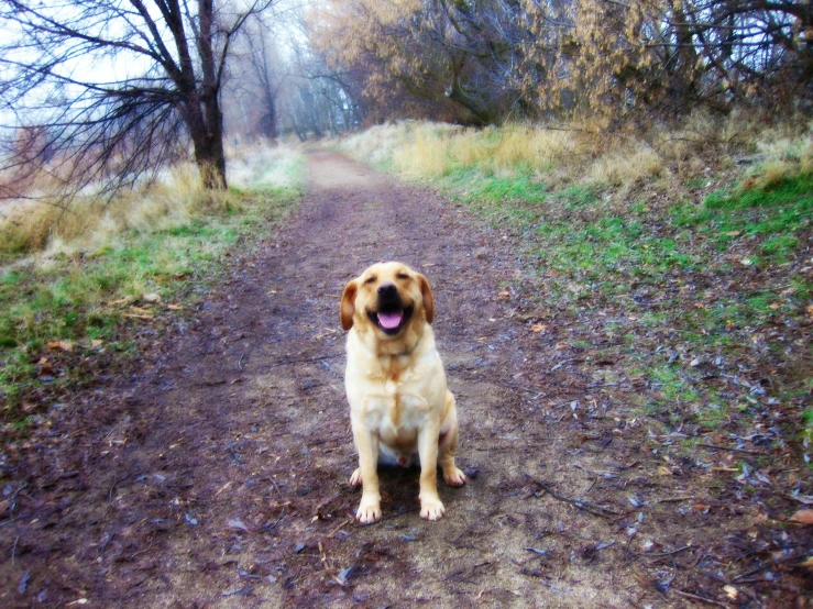 dog sitting on the dirt on a path in a wooded area