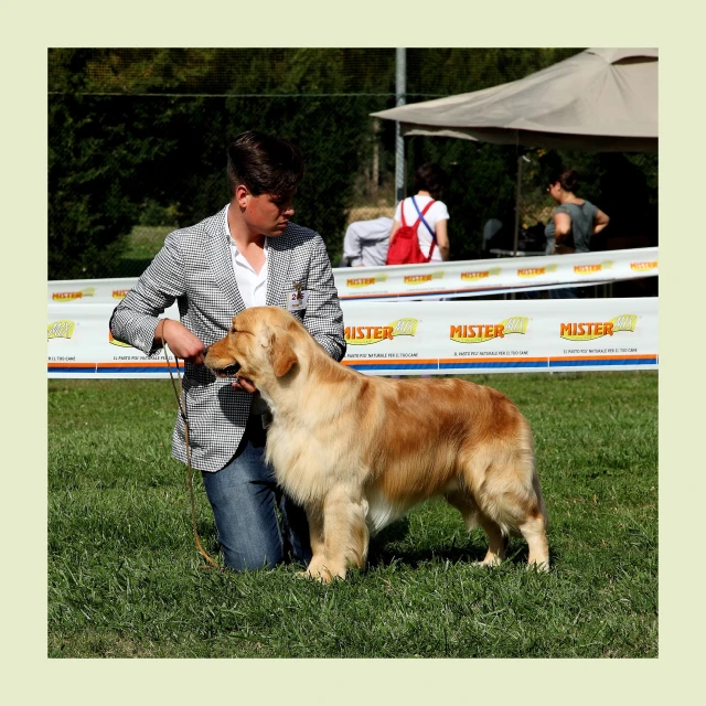 a dog at a dog show getting ready to compete