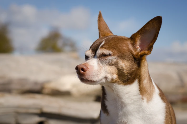 a dog resting its head on the edge of a piece of rock