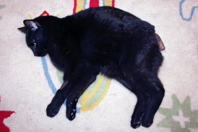 a close up of a cat laying on the floor