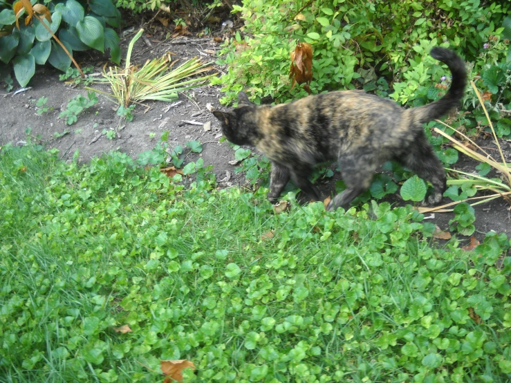 a cat walking on the ground in front of bushes