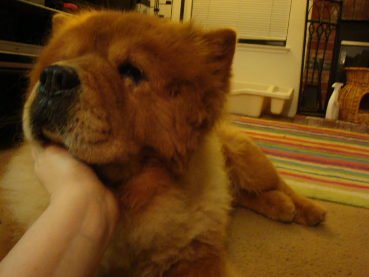 a person pets a large brown dog on the floor