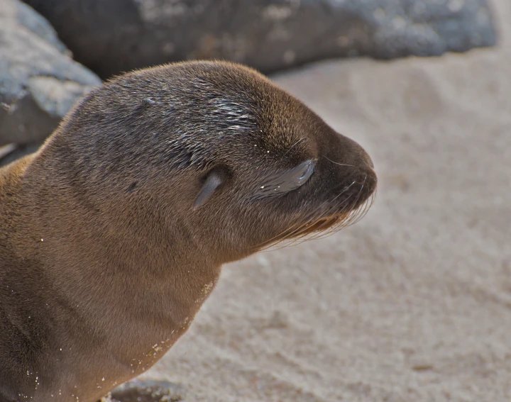 the small baby sea lion is sitting on the beach