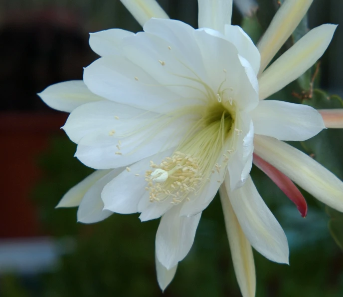 a close up s of a white flower