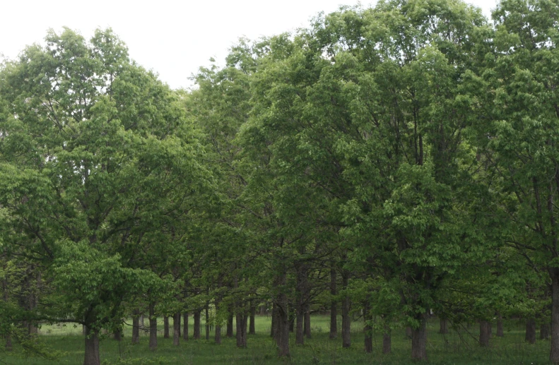 trees and a field in front of it