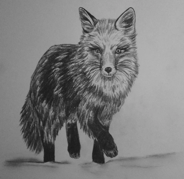 drawing of a fox looking at the viewer