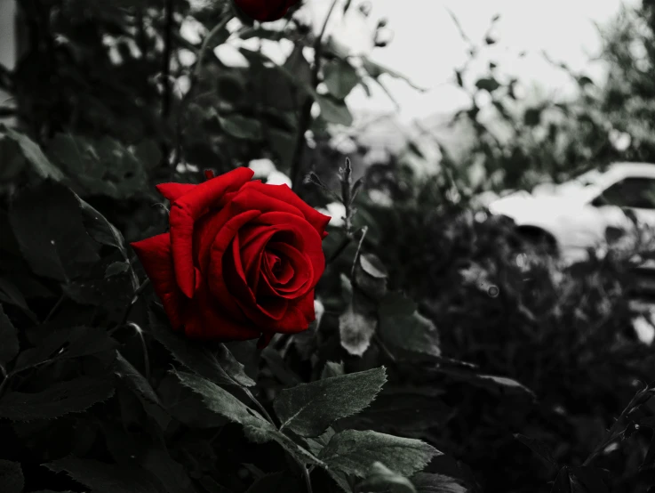 a rose sitting in front of a bunch of leaves