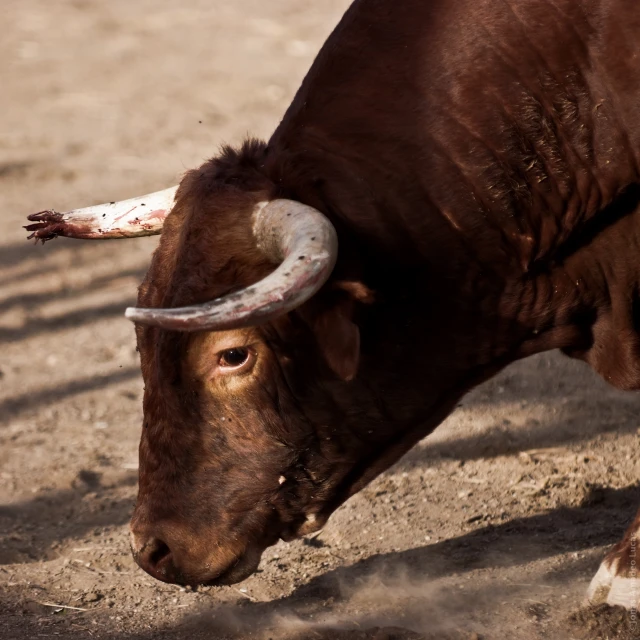 a bull with large horns walking in the dirt