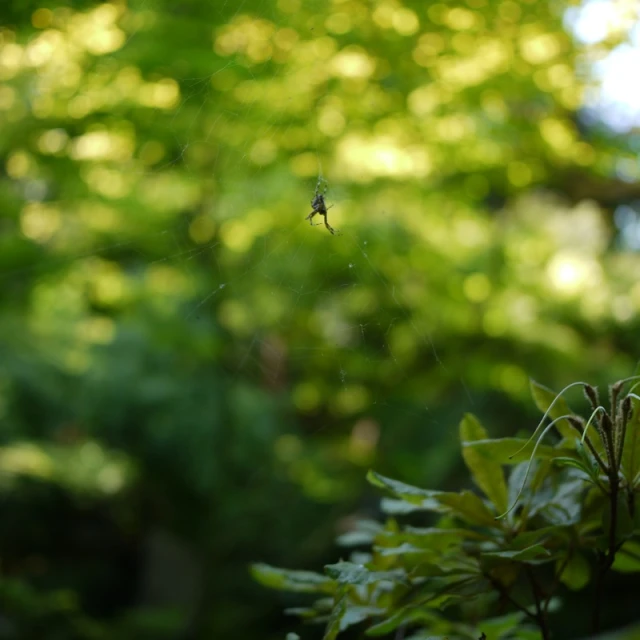 a green spider web on a forest nch