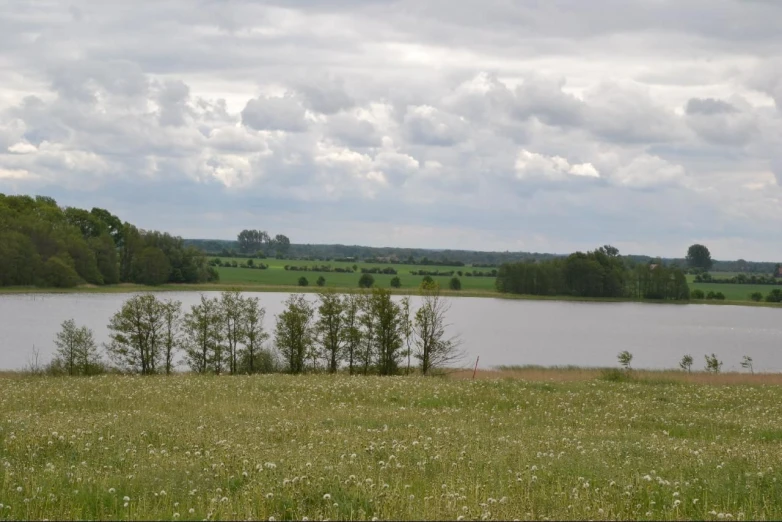 there are some grass and some water in the field