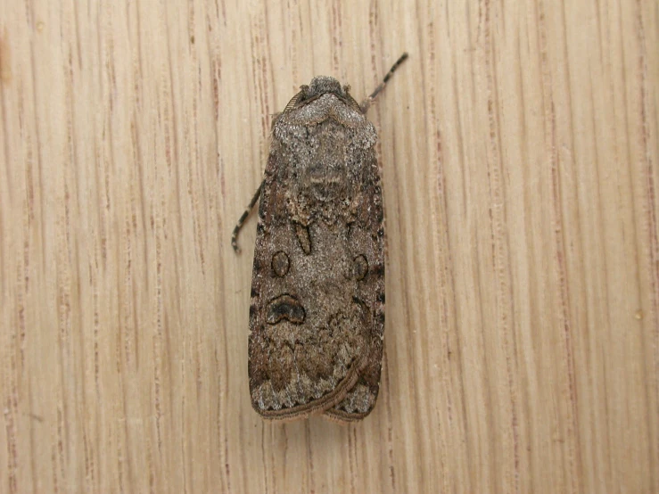 a small brown bug is standing on a wooden surface