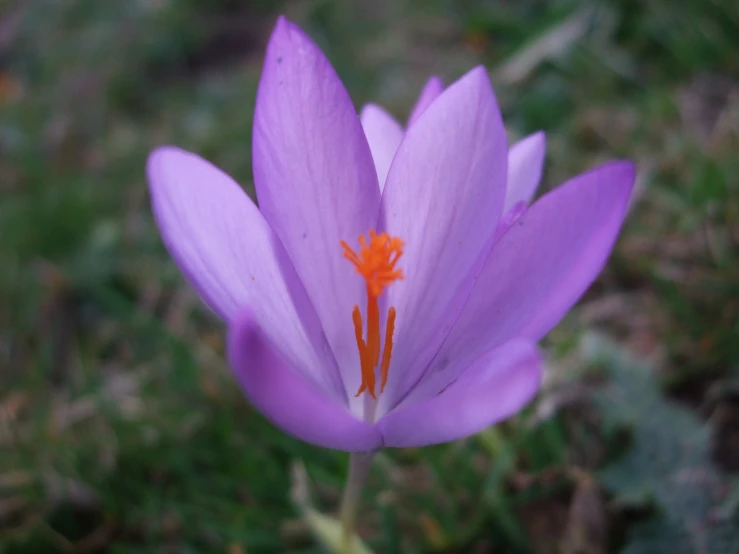 a flower is shown with a bright orange center