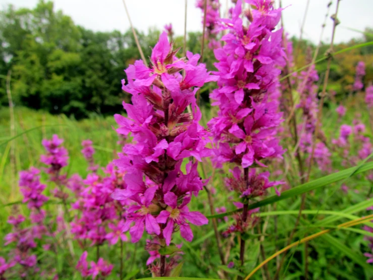 some very pretty purple flowers in the grass