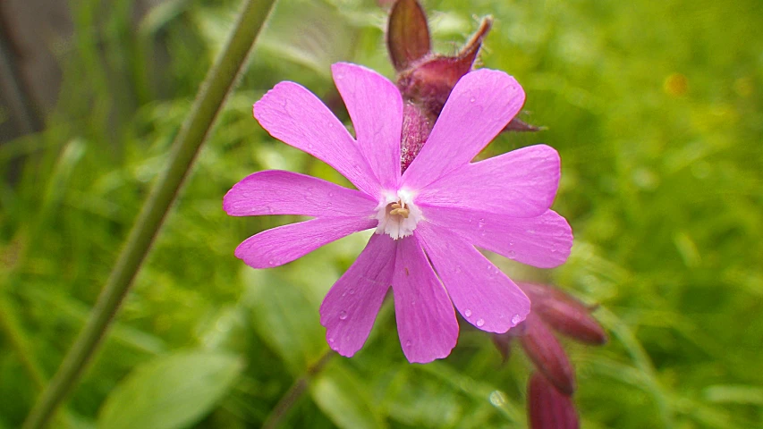 there is a purple flower that is outside