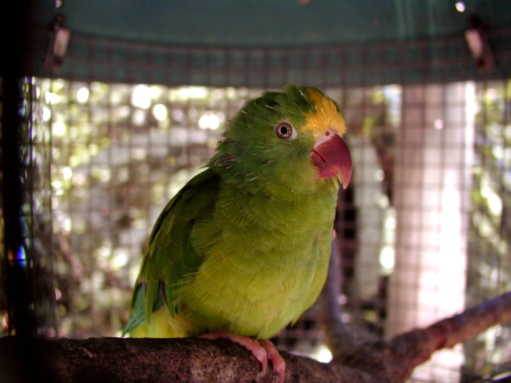 a small green bird standing on top of a nch