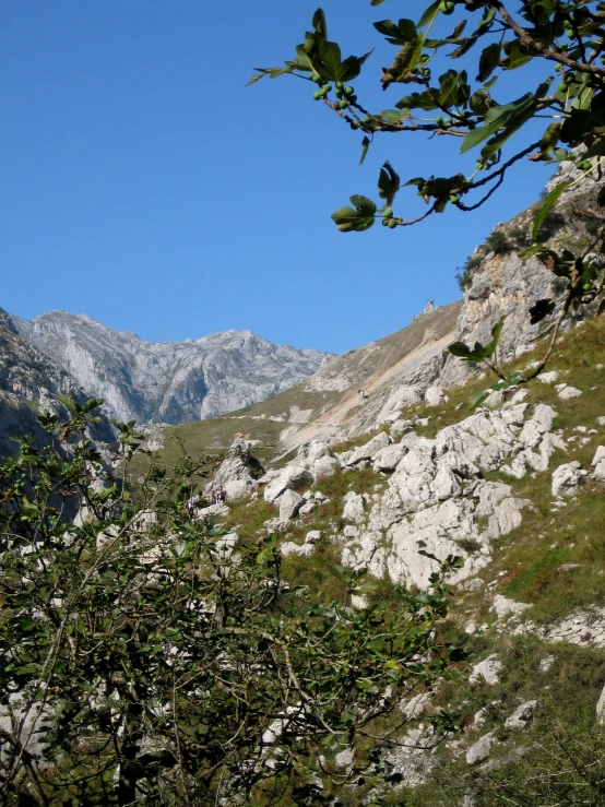 some trees bushes and mountain are featured in this picture