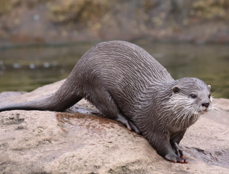 an otter cub looking forward as it stands on top of a rock