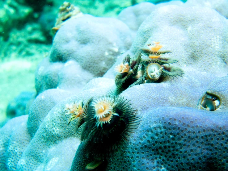 a group of starfish swims near an artificial coral