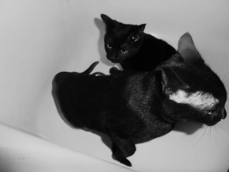 a black cat sitting in a bathtub next to another cat