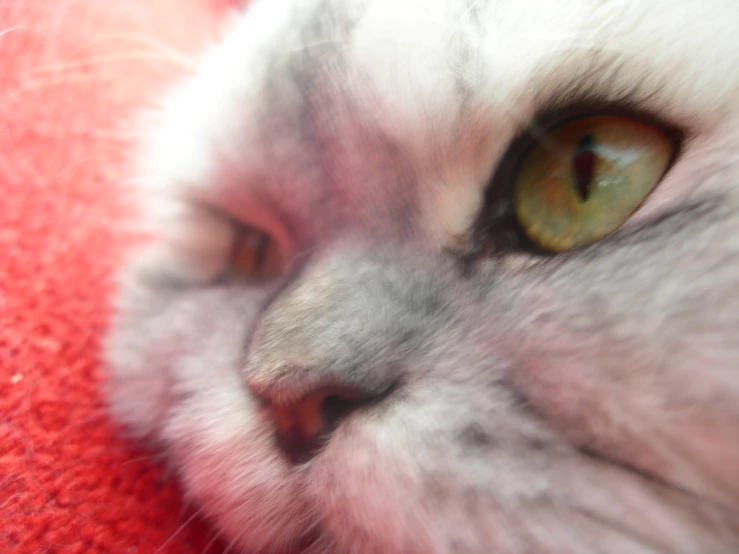 close up view of cat with green eyes laying on blanket