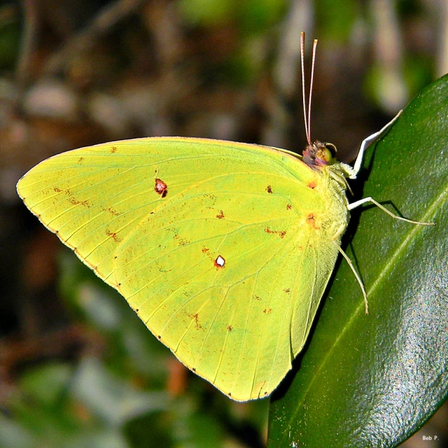 a erfly rests on top of green leaves